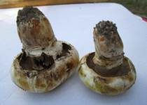 Stadtchampignon, Foto 30