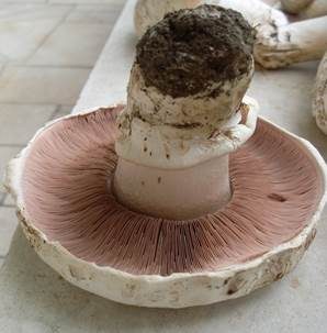 Stadtchampignon, Foto 5