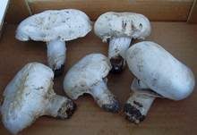 Stadtchampignon, Foto 32