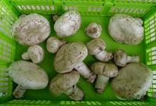 Stadtchampignon, Foto 33