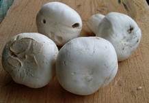 Stadtchampignon, Foto 34