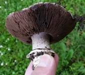 Stadtchampignon, Foto 40