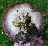 Stadtchampignon, Foto 41