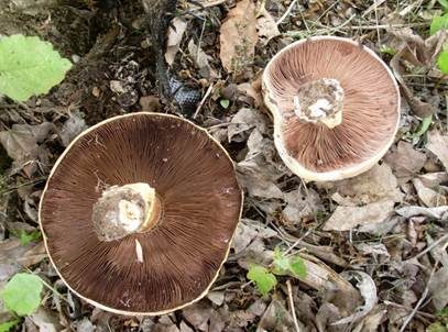 Stadtchampignon, Foto 6
