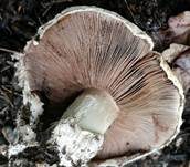 Stadtchampignon, Foto 44