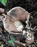 Stadtchampignon, Foto 46