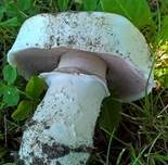 Stadtchampignon, Foto 47