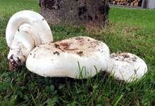 Stadtchampignon, Foto 54