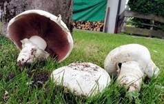 Stadtchampignon, Foto 55