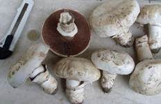 Stadtchampignon, Foto 9