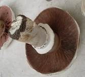 Stadtchampignon, Foto 10