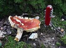 Blutroter Ledertäubling, Foto 15