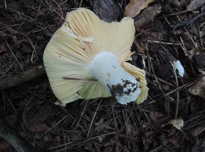 Blutroter Ledertäubling, Foto 5