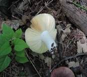 Blutroter Ledertäubling, Foto 11