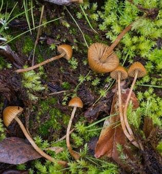 Starkgeriefter Häubling, Foto 3