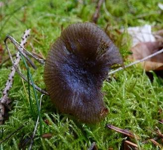 Starkgeriefter Sternsporling, Foto 2