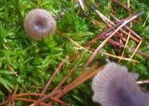 Starkgeriefter Sternsporling, Foto 12
