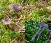 Starkgeriefter Sternsporling, Foto 14