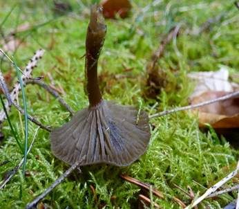 Starkgeriefter Sternsporling, Foto 4