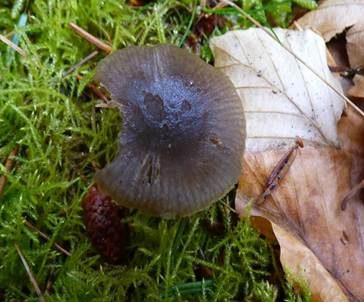 Starkgeriefter Sternsporling, Foto 5