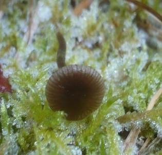 Starkgeriefter Sternsporling, Foto 6