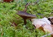 Starkgeriefter Sternsporling, Foto 8