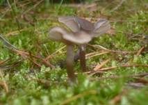 Starkgeriefter Sternsporling, Foto 10