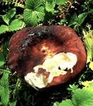 Starkriechender Heringstäubling, Foto 25