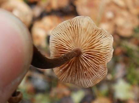 Starkriechender Rübling, Foto 2