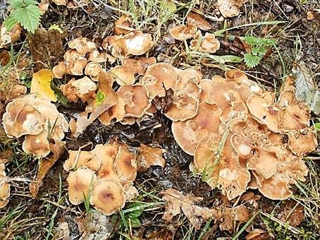 Starkriechender Rübling, Foto 3