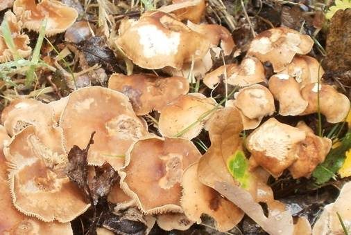 Starkriechender Rübling, Foto 4