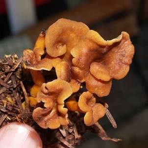 Starkriechender Trompetenpfifferling, Foto 2