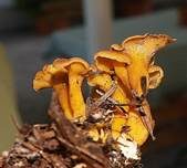 Starkriechender Trompetenpfifferling, Foto 12
