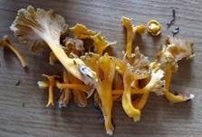 Starkriechender Trompetenpfifferling, Foto 14