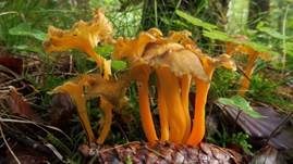 Starkriechender Trompetenpfifferling, Foto 15