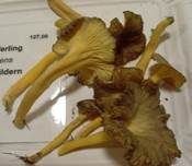 Starkriechender Trompetenpfifferling, Foto 19