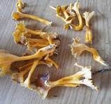 Starkriechender Trompetenpfifferling, Foto 25