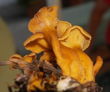 Starkriechender Trompetenpfifferling, Foto 6