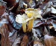 Starkriechender Trompetenpfifferling, Foto 7