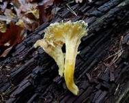 Starkriechender Trompetenpfifferling, Foto 8
