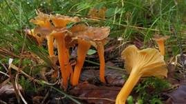 Starkriechender Trompetenpfifferling, Foto 9
