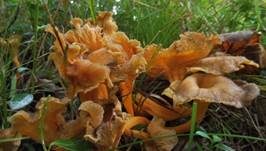 Starkriechender Trompetenpfifferling, Foto 10
