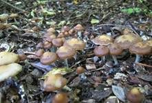 Stattlicher Kahlkopf, Foto 10