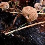 Stäubender Zwitterling, Foto 11