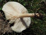 Steifstieliger Weichritterling, Foto 21