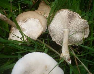 Steifstieliger Weichritterling, Foto 4