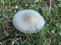 Steifstieliger Weichritterling, Foto 22