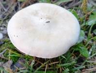 Steifstieliger Weichritterling, Foto 24