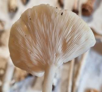 Steifstieliger Weichritterling, Foto 5