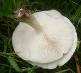 Steifstieliger Weichritterling, Foto 6